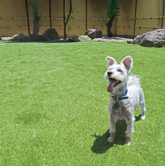 DogCafeマッシュルーム