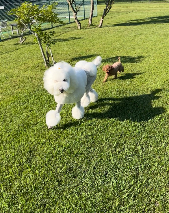 DogGarden HAMA&WAN