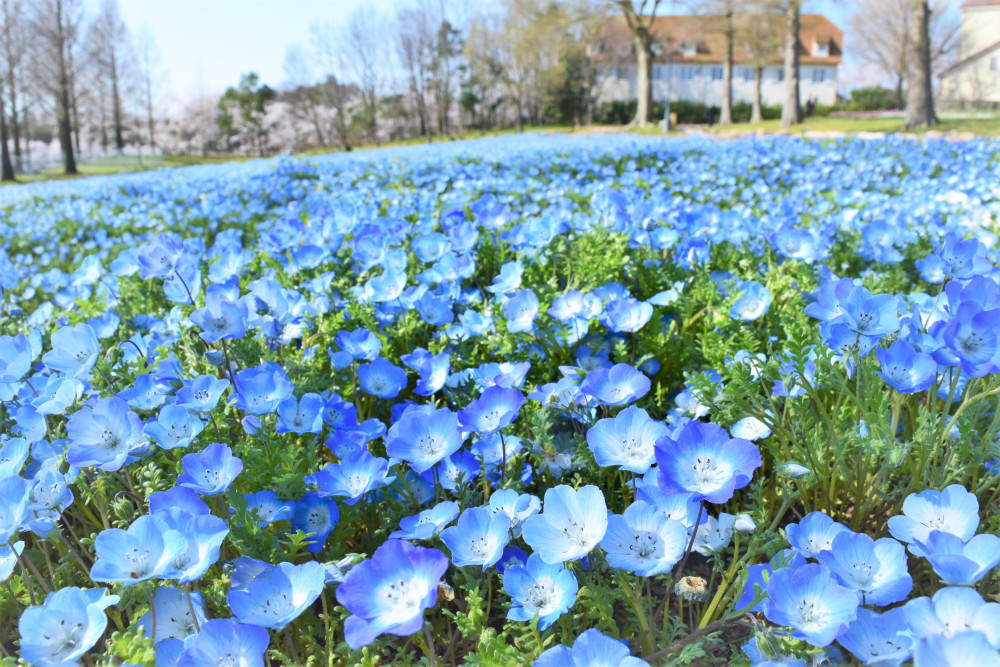 滋賀農業公園ブルーメの丘