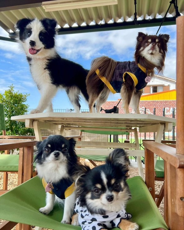 cafe&dogrun B's GARDEN