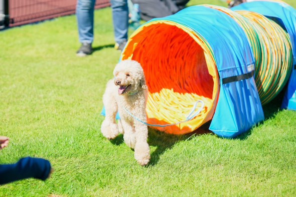 Tinee Dog Park