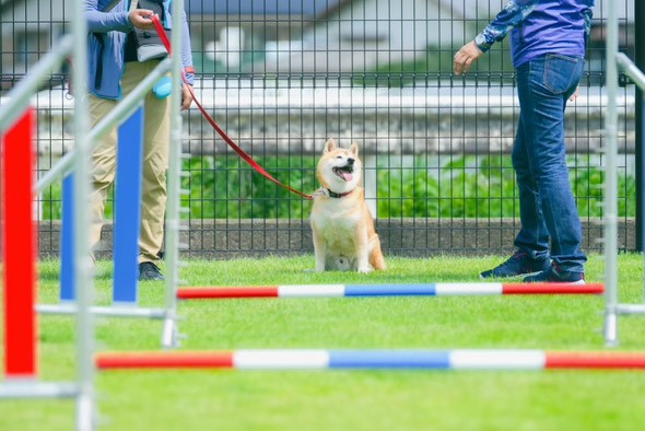 Tinee Dog Park