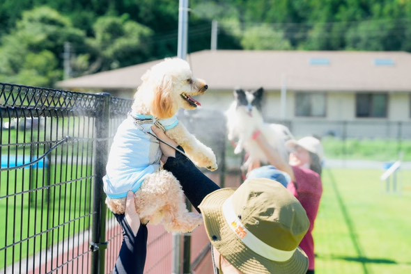 Tinee Dog Park
