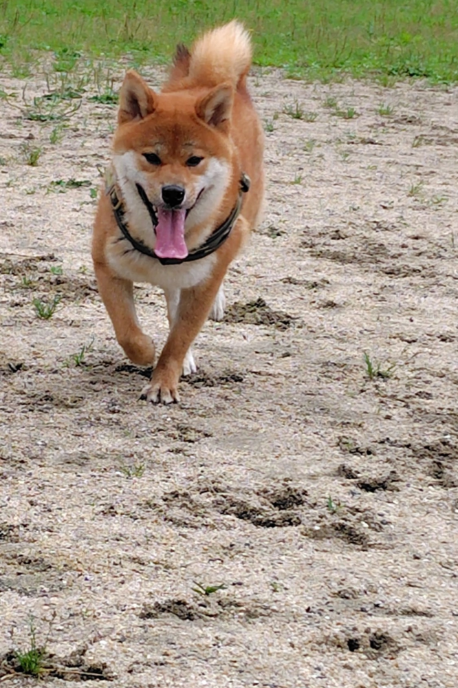 わんわんビレッジ