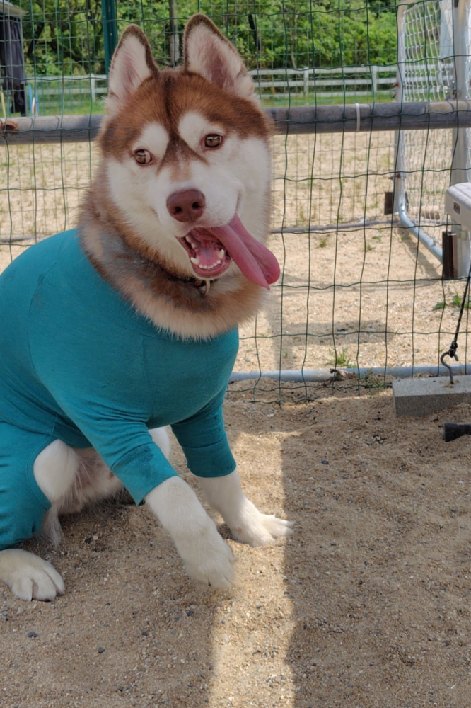 わんわんビレッジ