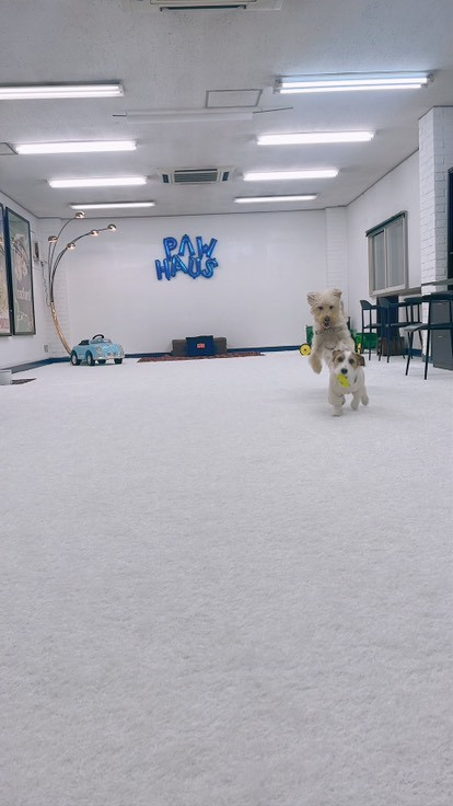Indoor dogpark PAWHAUS(パウハウス)