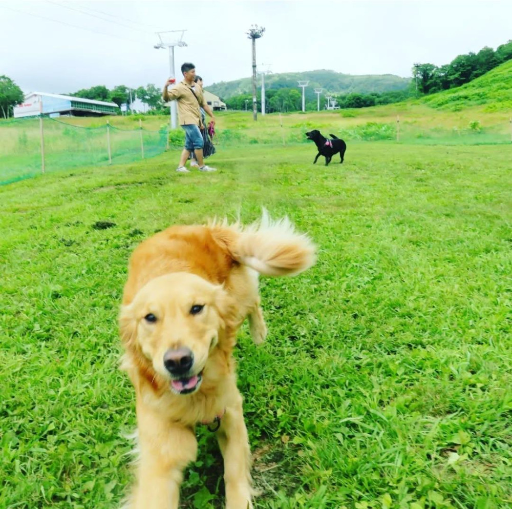 ニセコアンヌプリ国際スキー場ドックラン