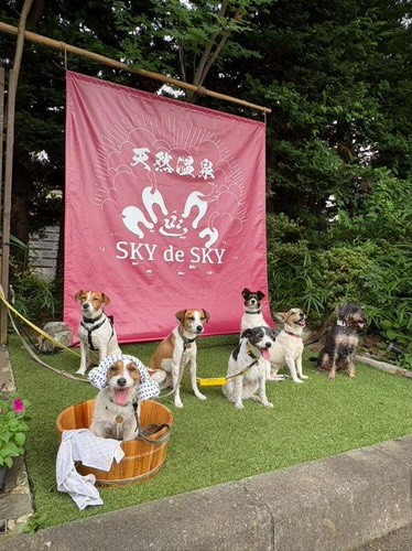 sky de sky