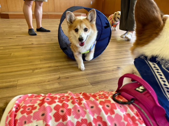 マメノキドッグパーク