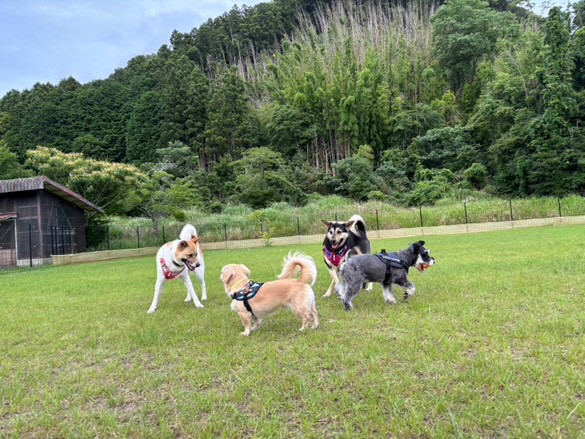 マメノキドッグパーク
