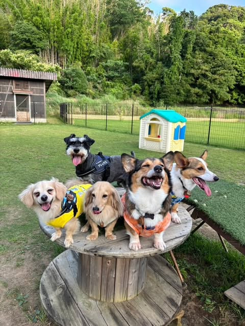 マメノキドッグパーク