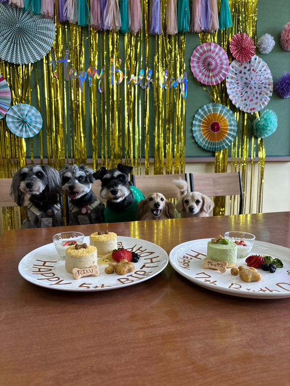 マメノキドッグパーク