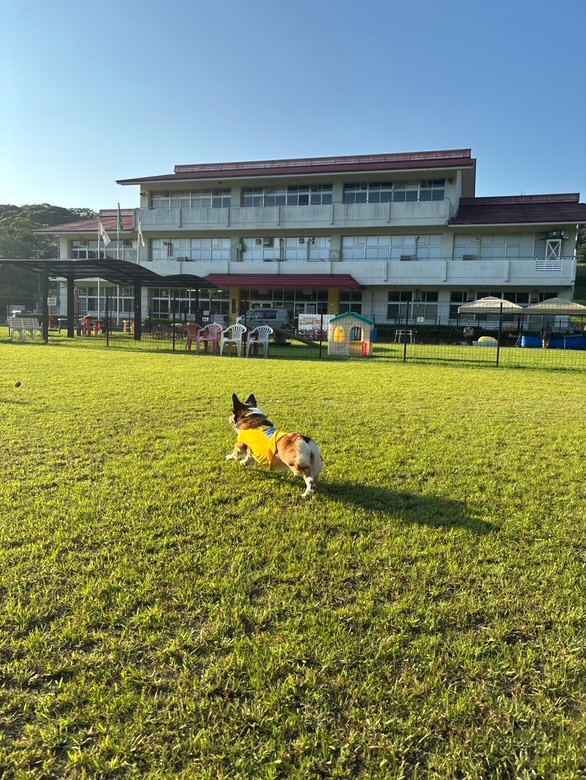マメノキドッグパーク