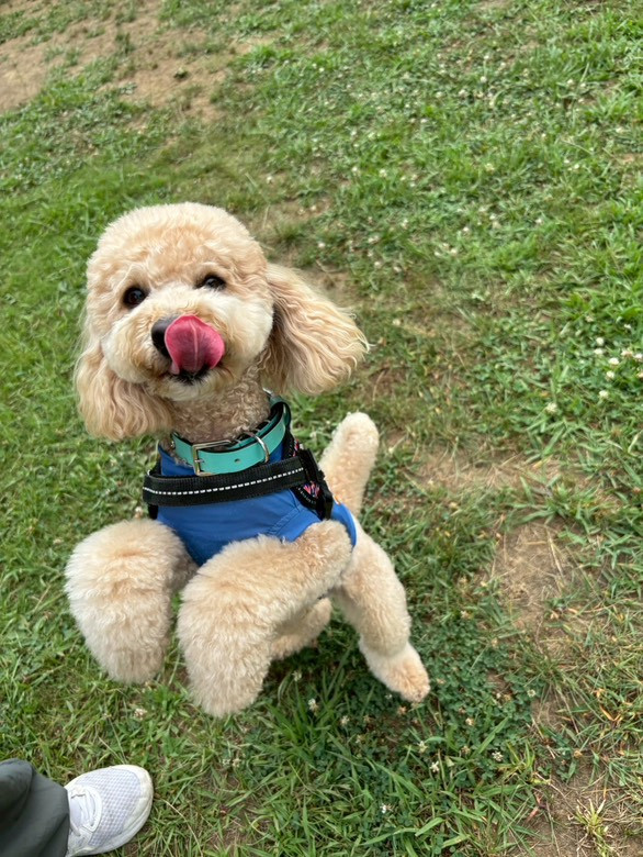 マメノキドッグパーク