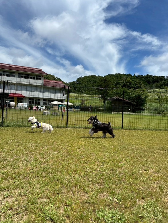 マメノキドッグパーク