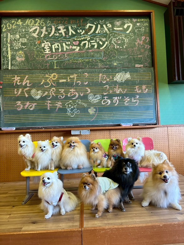 マメノキドッグパーク