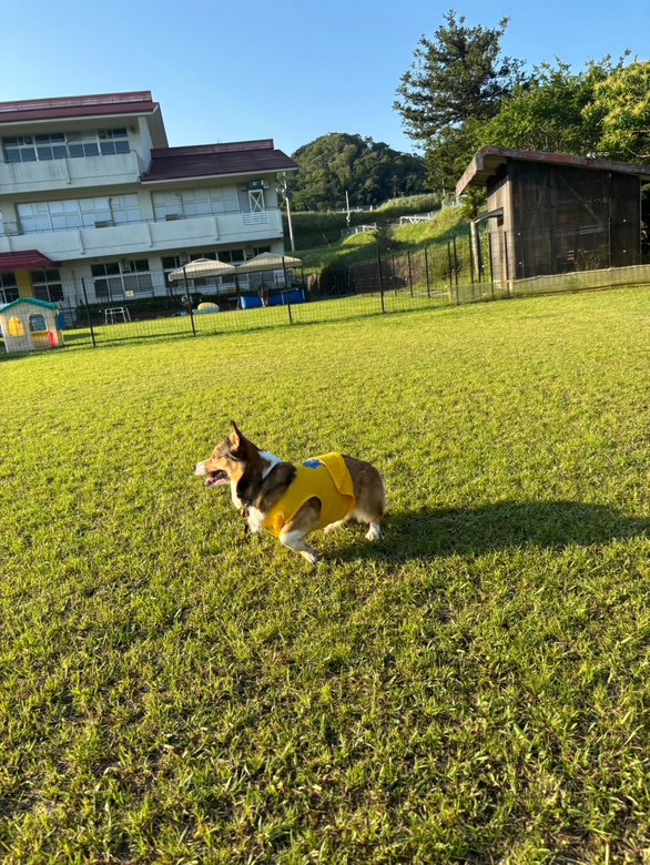 マメノキドッグパーク