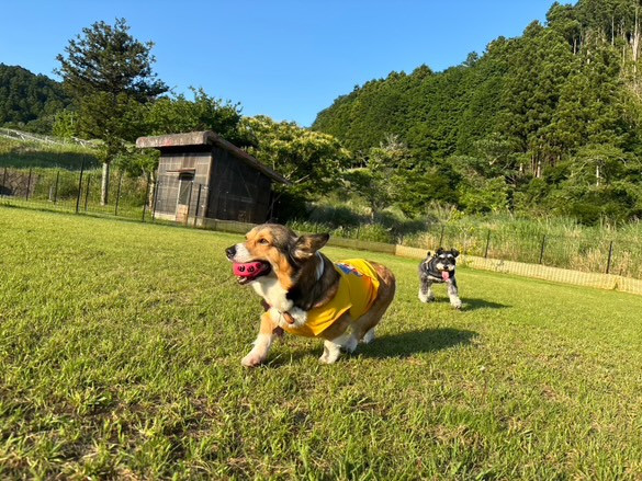 マメノキドッグパーク