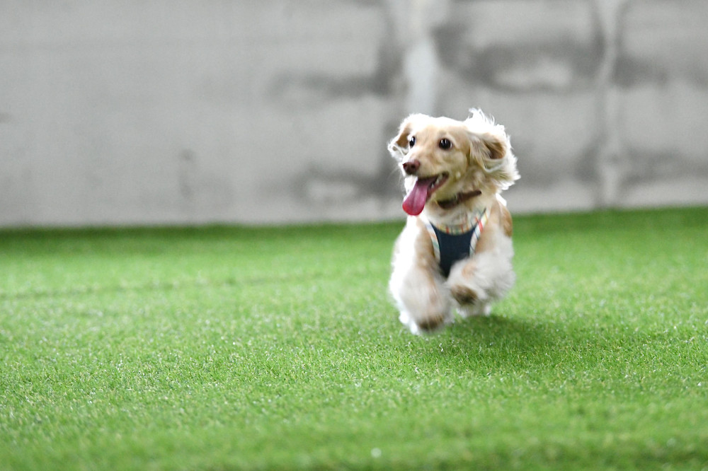 DREAM DOG RUND(ドリーム ドッグ ランド)