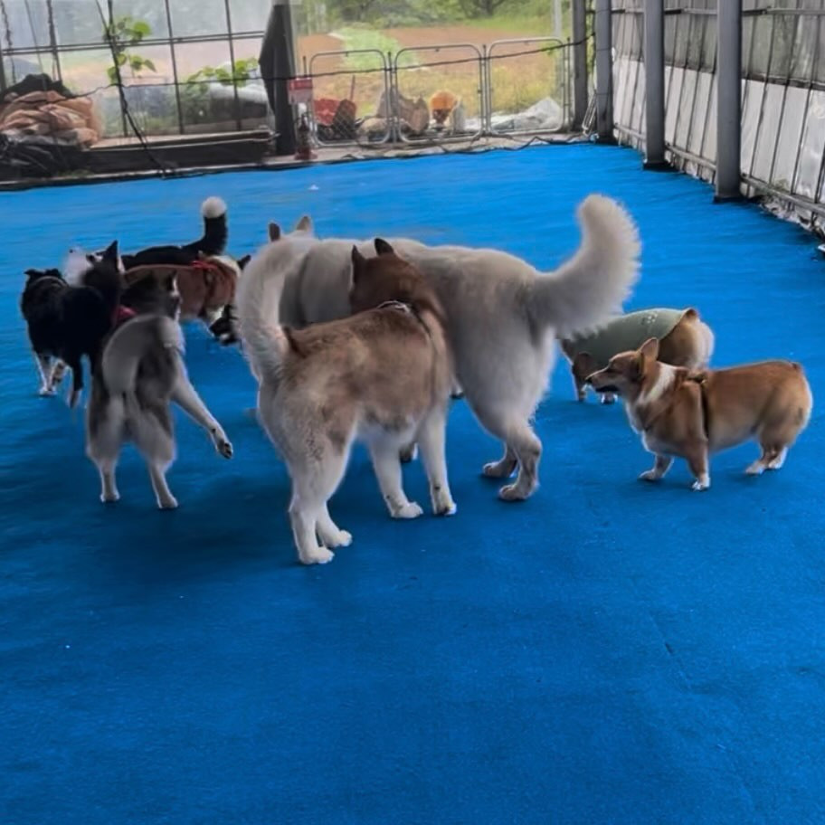 HOWL SUZUKA INDOOR DOGPARK