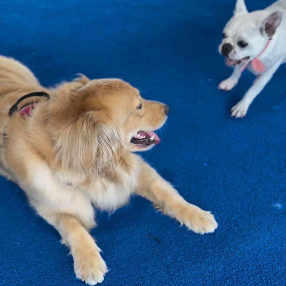 HOWL SUZUKA INDOOR DOGPARK