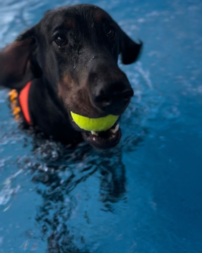 HOWL SUZUKA INDOOR DOGPARK