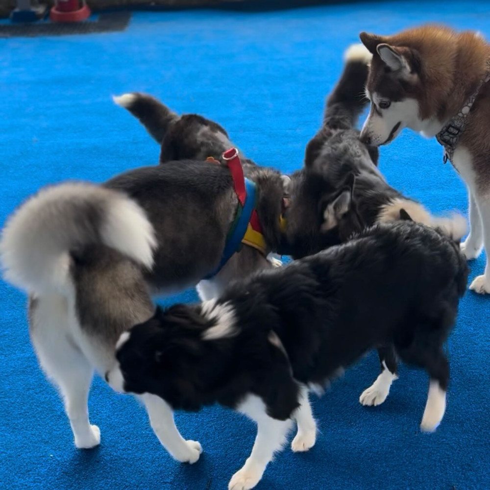 HOWL SUZUKA INDOOR DOGPARK