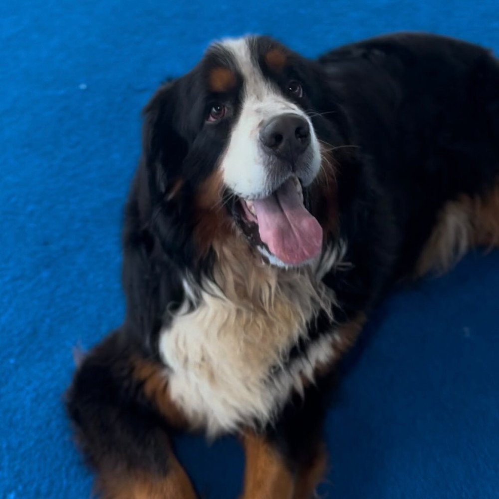 HOWL SUZUKA INDOOR DOGPARK