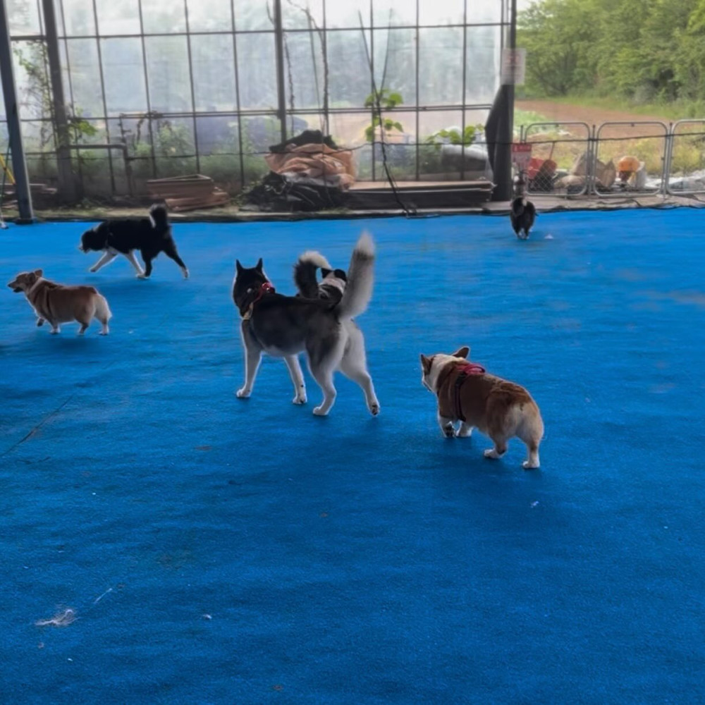 HOWL SUZUKA INDOOR DOGPARK