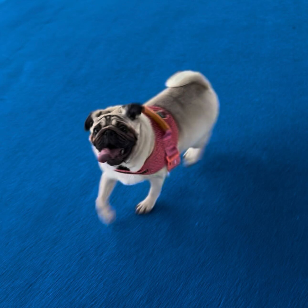 HOWL SUZUKA INDOOR DOGPARK