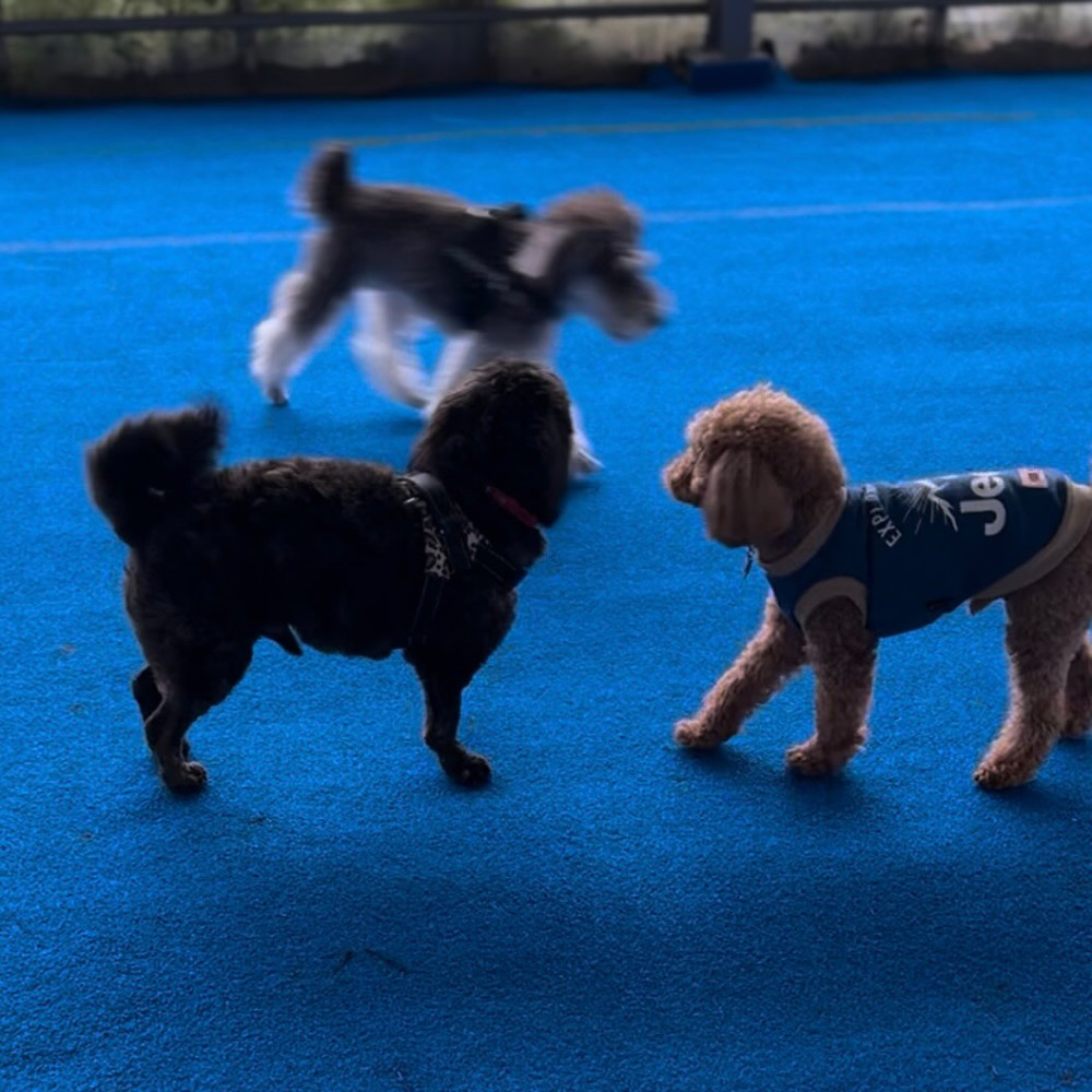 HOWL SUZUKA INDOOR DOGPARK