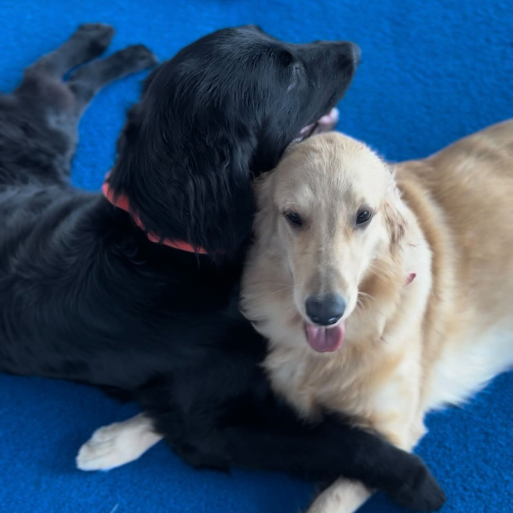 HOWL SUZUKA INDOOR DOGPARK