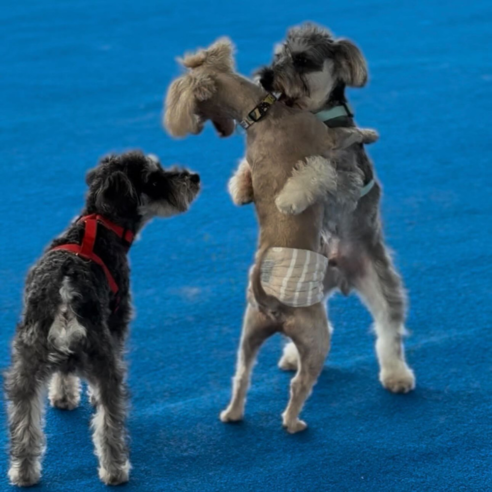 HOWL SUZUKA INDOOR DOGPARK