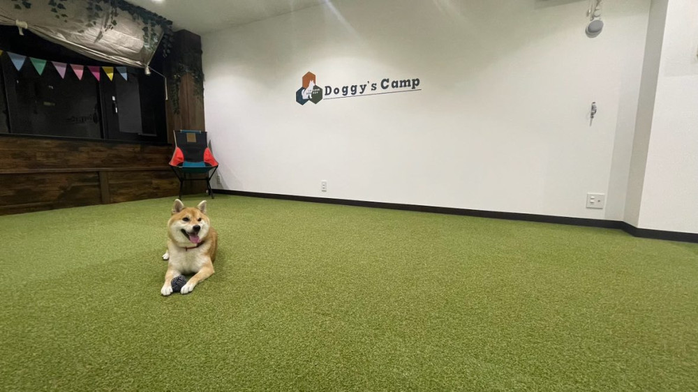 Doggy’s Camp