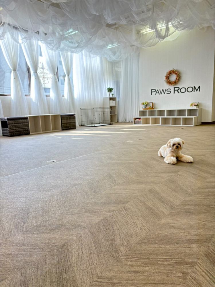 Paws Room （ぱうずるーむ）