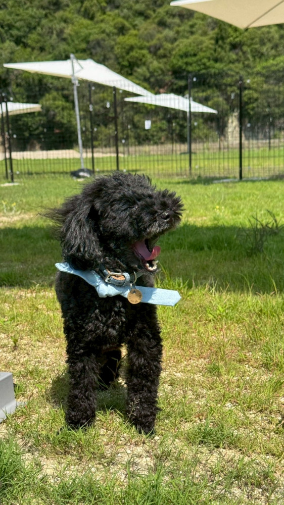 otete park -Dog run & Cafe-