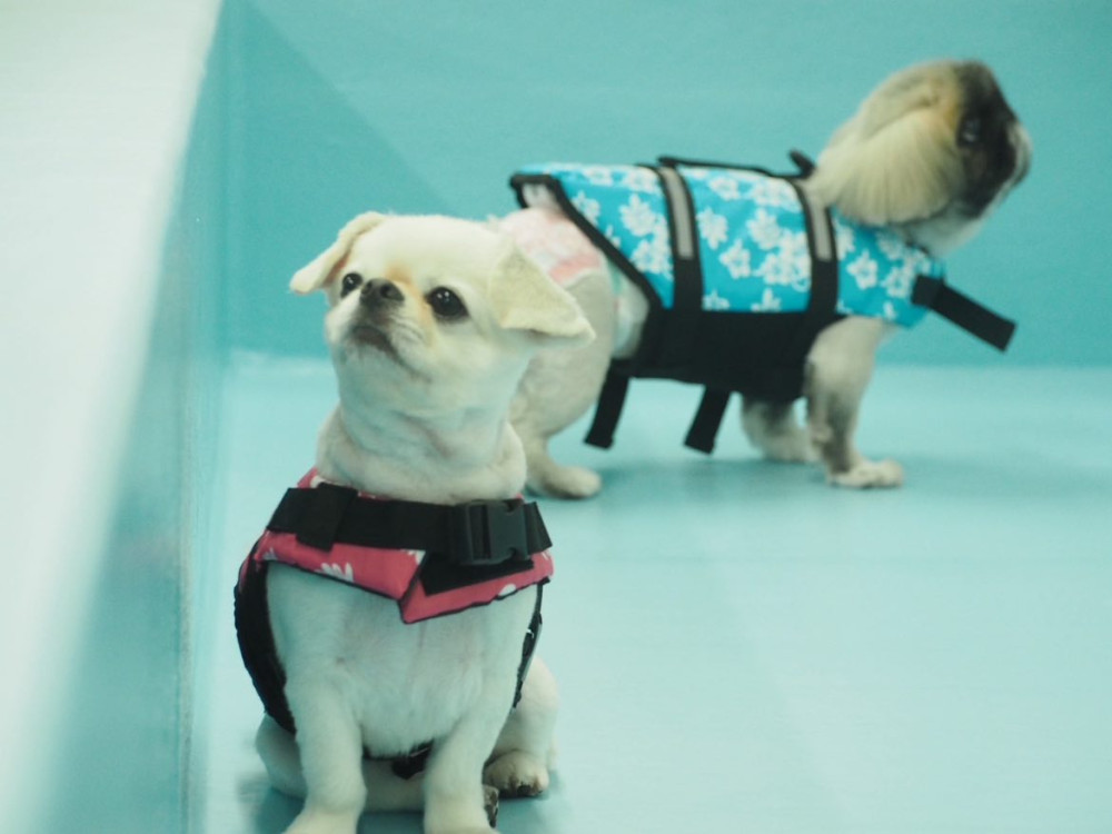 Riviera Dog Chigasaki   (リビエラ ドッグ 茅ヶ崎)