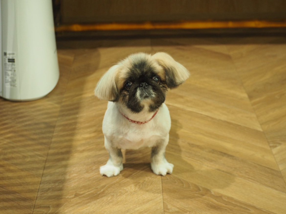 Riviera Dog Chigasaki   (リビエラ ドッグ 茅ヶ崎)