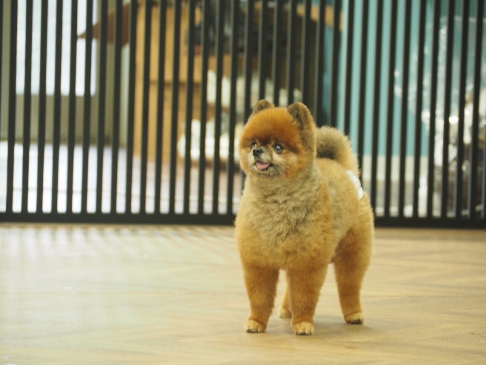 Riviera Dog Chigasaki   (リビエラ ドッグ 茅ヶ崎)