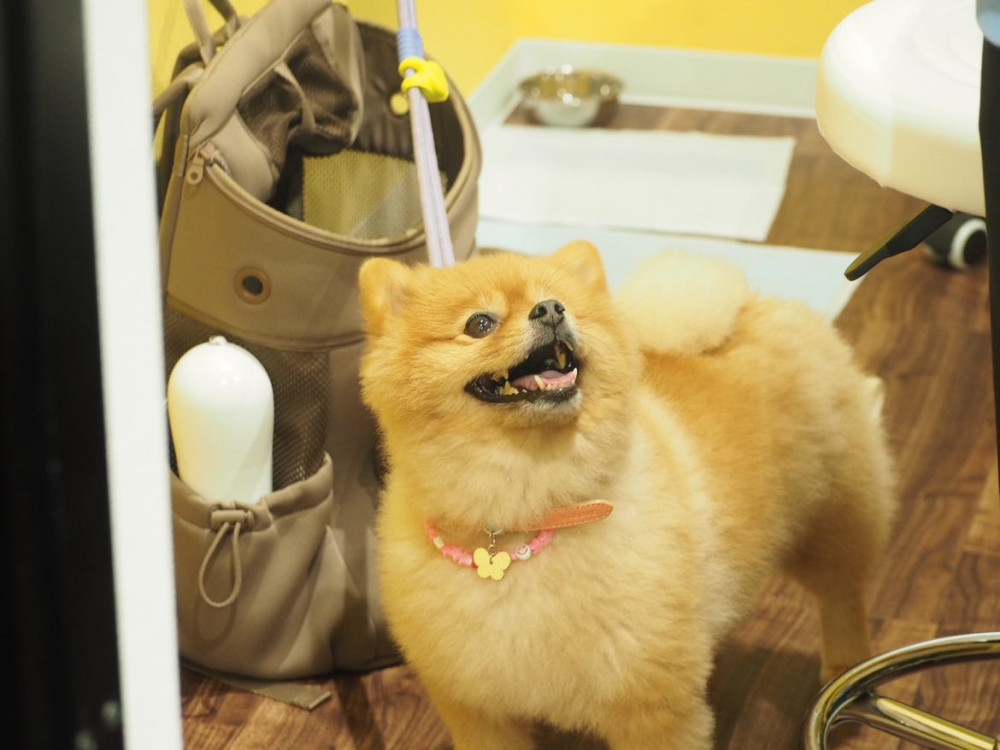 Riviera Dog Chigasaki   (リビエラ ドッグ 茅ヶ崎)