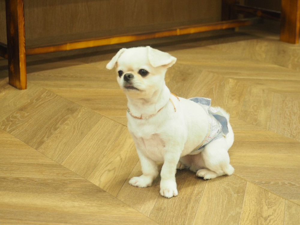 Riviera Dog Chigasaki   (リビエラ ドッグ 茅ヶ崎)
