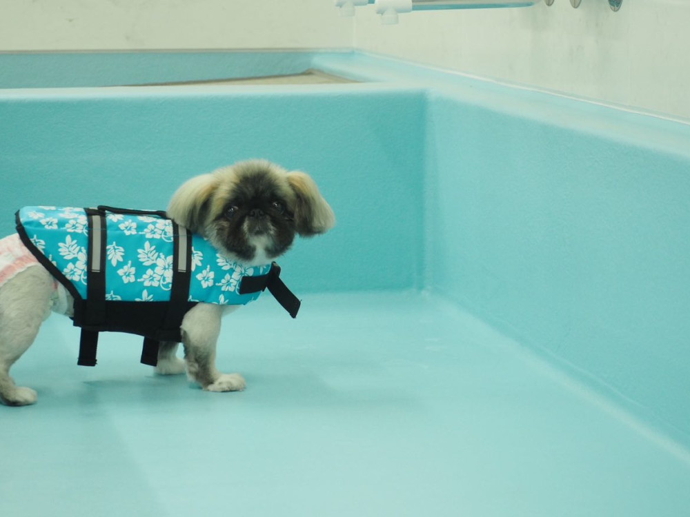 Riviera Dog Chigasaki   (リビエラ ドッグ 茅ヶ崎)