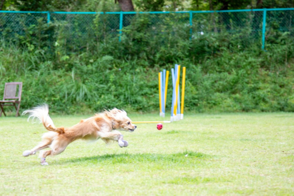 with Dogs ドッグパーク那須