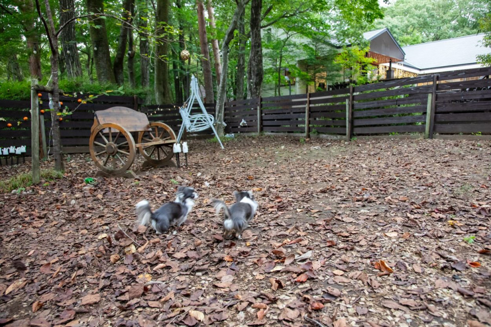 with Dogs ドッグパーク那須