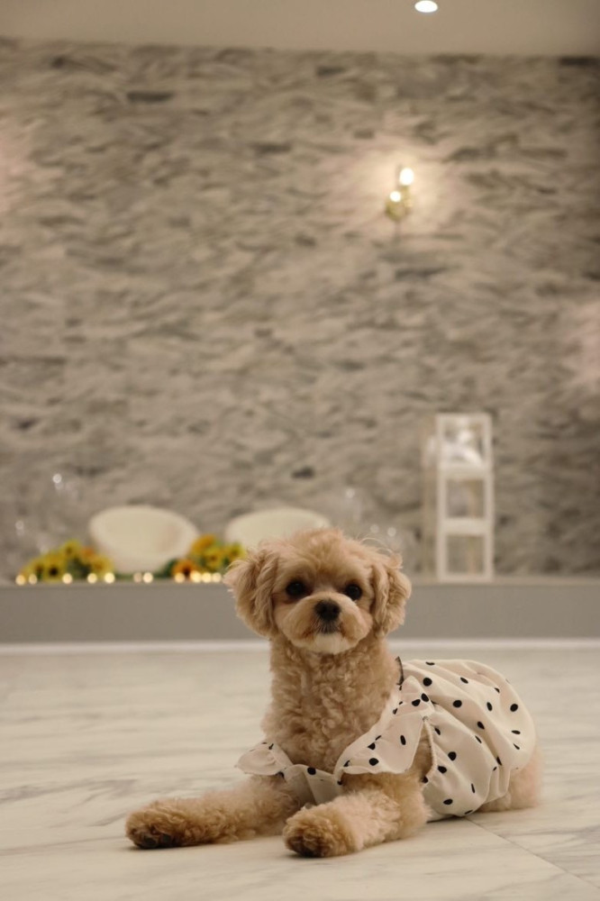 Luxe Dog Lounge