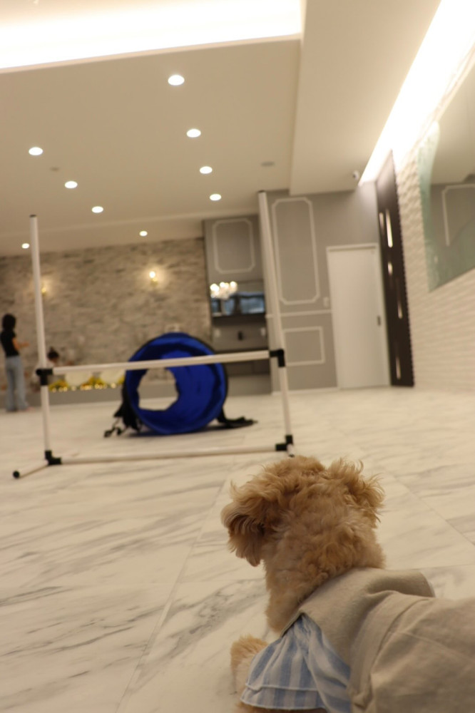 Luxe Dog Lounge