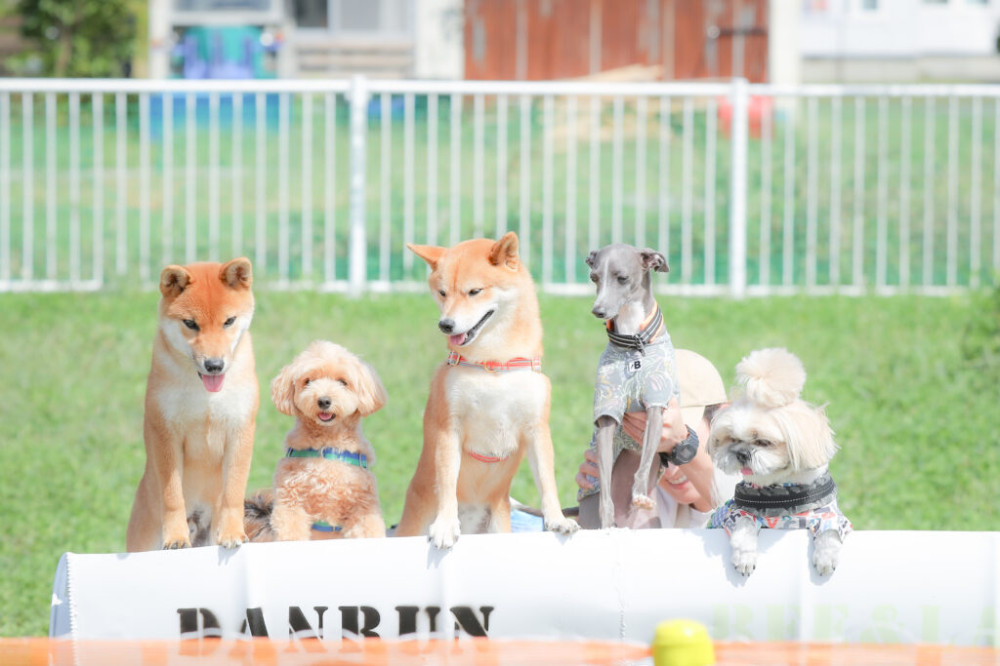 石狩ドッグランDANRUN