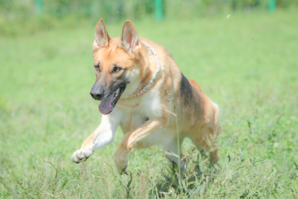 石狩ドッグランDANRUN