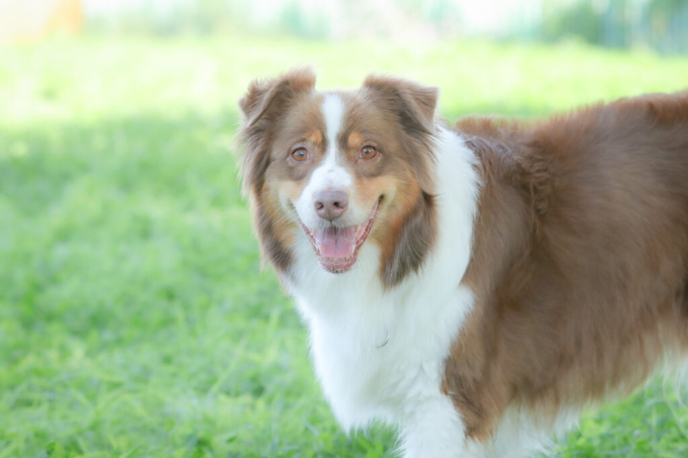 石狩ドッグランDANRUN