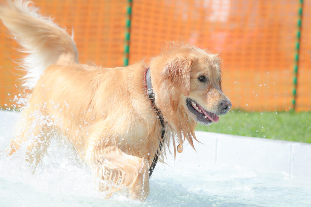 石狩ドッグランDANRUN